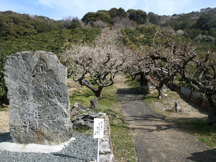 長楽寺 梅のトンネル 浜松市北区細江町 浜松観光 浜松の観光情報 浜松市観光インフォメーションセンター 外国人観光案内所カテゴリー２