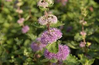 秋を感じる花　ダンギク（段菊）