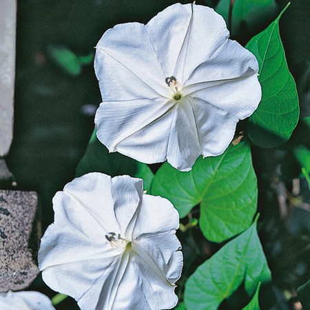 ちょっと涼しげに 夕顔の話 花 緑 野菜 園芸 やさんのひとこと日記2