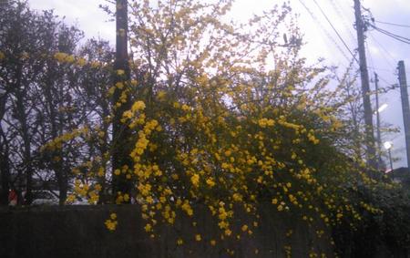 おまけの画像。雲南黄梅