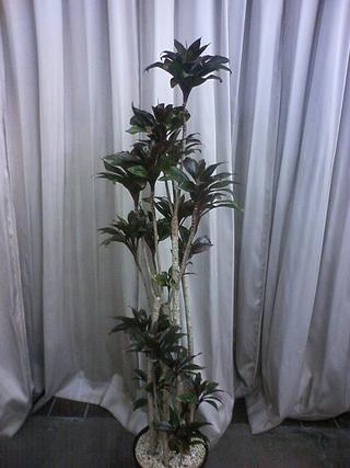 観葉植物の季節