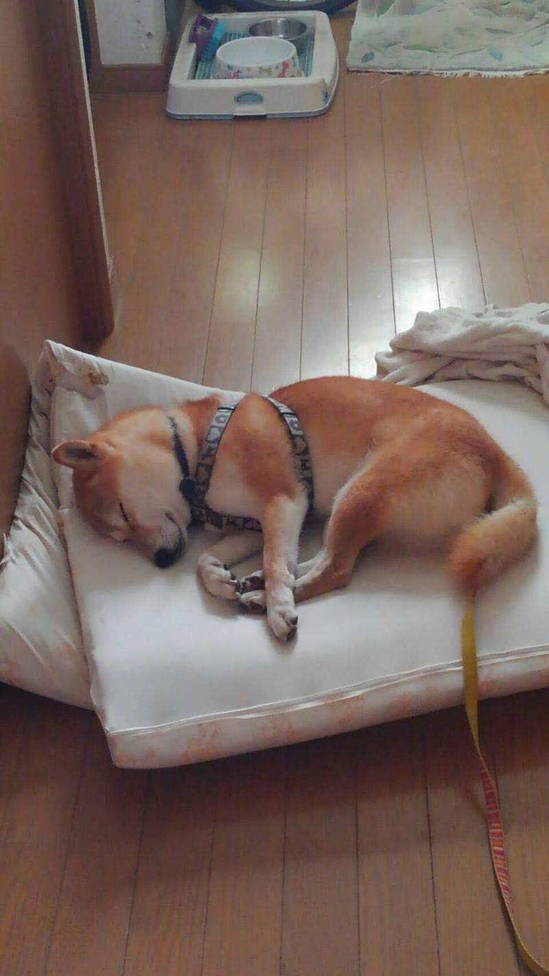 今日のワンコ