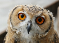 【ふれあい体験ブース】フクロウとの写真撮影を楽しもう！【掛川花鳥園】