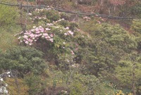 津具のホソバシャクナゲ　咲き始めです