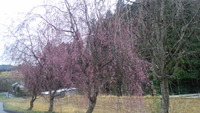 田峯の枝垂れ桜