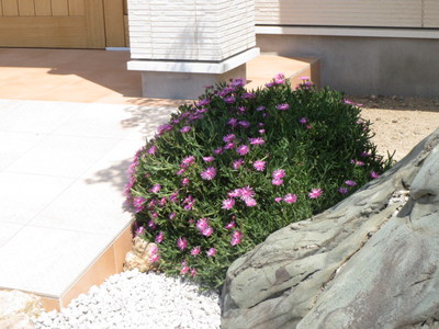 猛暑でも咲く花
