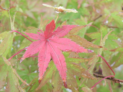 紅葉が始まりました