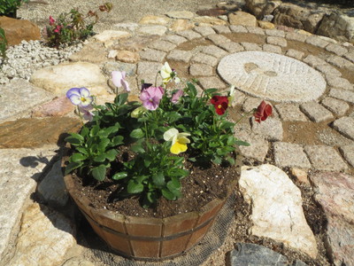 花　家庭菜園