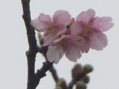 河津桜