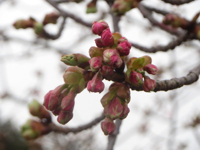 河津桜