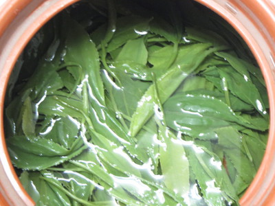 新茶