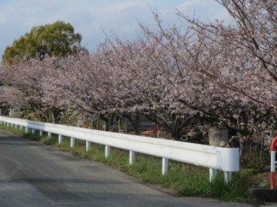 桜