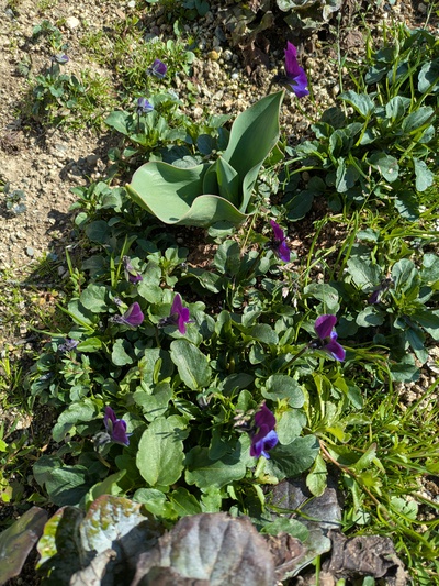 お花が元気に大きくなっています