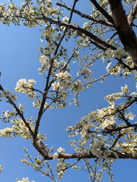 すももの花でお花見です