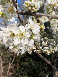 すももの花でお花見です