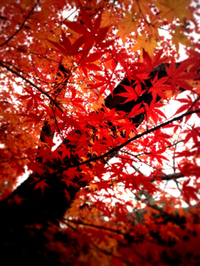 京都へ 2012/11/28 17:03:00