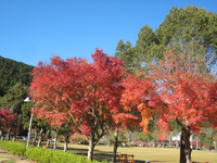 まだまだ紅葉が楽しめます 2015/12/08 14:25:03