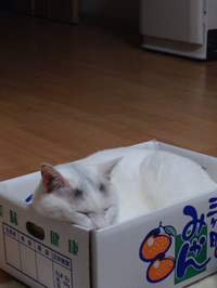 箱入りです！ 2016/12/13 18:00:00