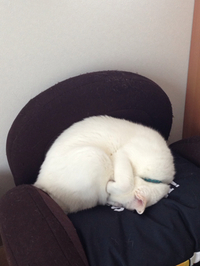 猫っぽさ全開 2016/12/23 10:45:13