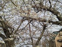 桜～
