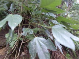 登山です