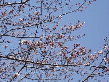 桜開花