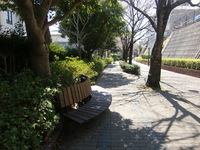 桜開花