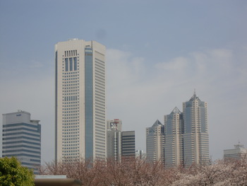 桜～