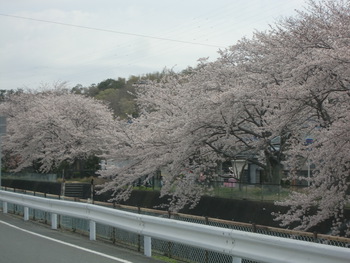 桜