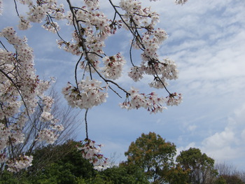 桜