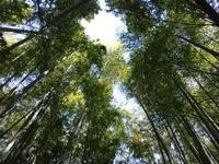竹林でみつけたもの