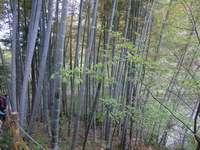 春の草で学ぶこと