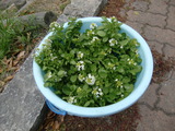 春の草で学ぶこと