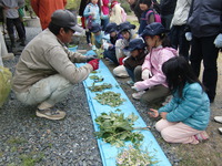 春の草で学ぶこと