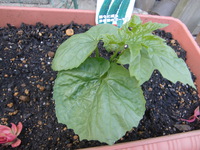 ゴーヤを植える