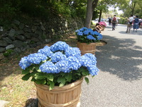 紫陽花
