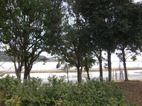 土筆