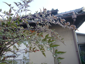 キラキラしずく