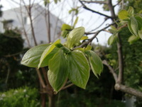 新しい芽～