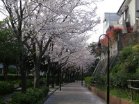桜～