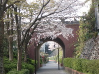 桜～