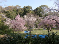 桜～