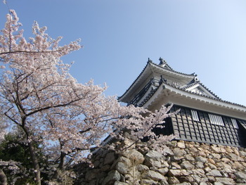 桜～
