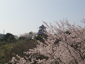 桜～