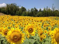 ひまわり写真展２０１５開催決定！ 2015/11/24 16:42:22
