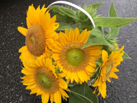 ひまわりの種取りしませんか？ 2015/08/28 17:09:43