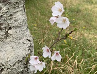 免疫力を上げる 2020/04/01 07:50:48