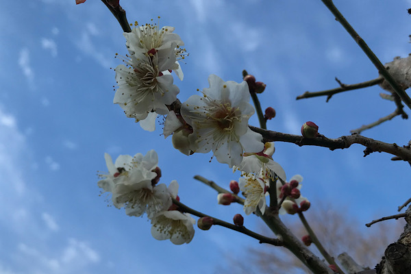 梅