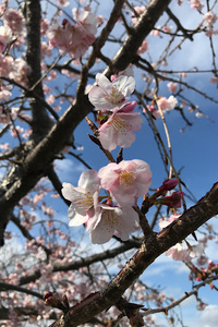 桜？ 2021/02/26 13:21:59