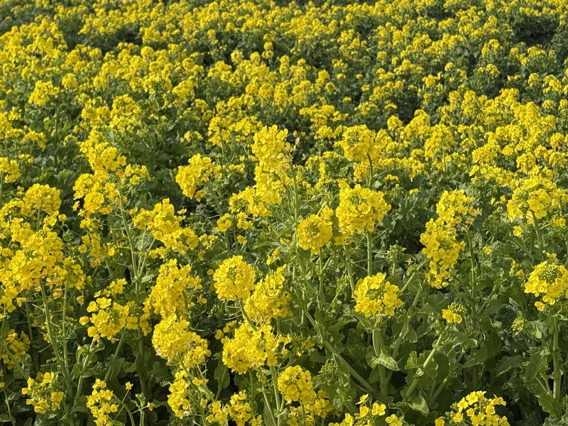 菜の花畑